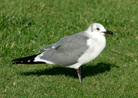 Laughing Gull Larus atricilla