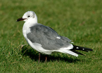 Laughing Gull Larus atricilla