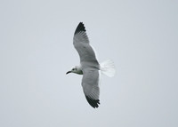 Laughing Gull Larus atricilla