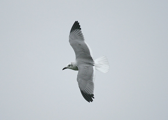 Laughing Gull Larus atricilla