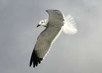 Laughing Gull Larus atricilla