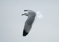 Laughing Gull Larus atricilla
