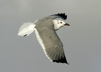 Laughing Gull Larus atricilla