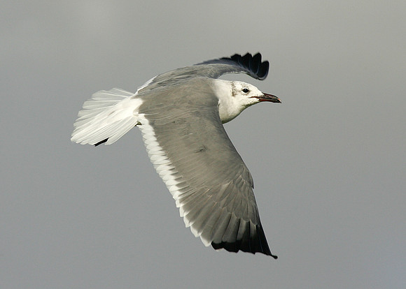 Laughing Gull Larus atricilla