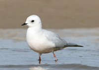 Ross's Gull Rhodostethia rosea