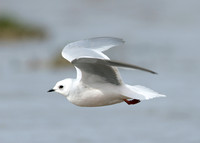 Ross's Gull Rhodostethia rosea