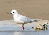 Ross's Gull Rhodostethia rosea