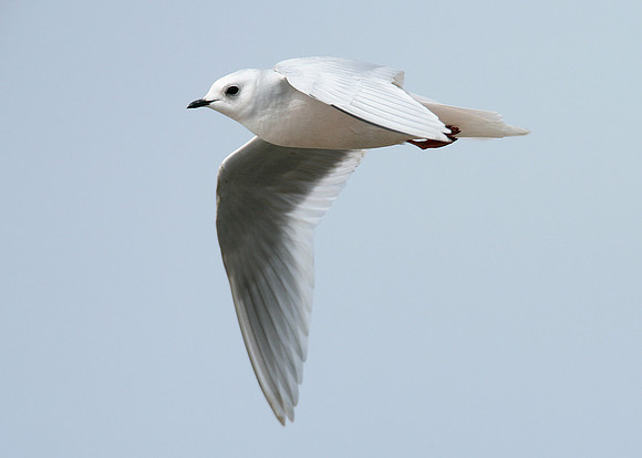 Ross's Gull Rhodostethia rosea