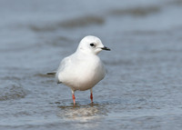 Ross's Gull Rhodostethia rosea