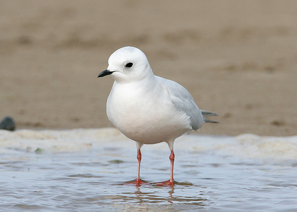 Ross's Gull Rhodostethia rosea