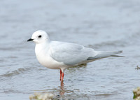 Ross's Gull Rhodostethia rosea