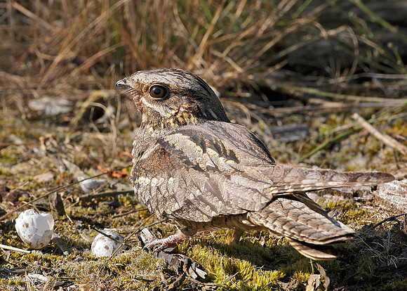 Nightjar Caprimulgus europaeus