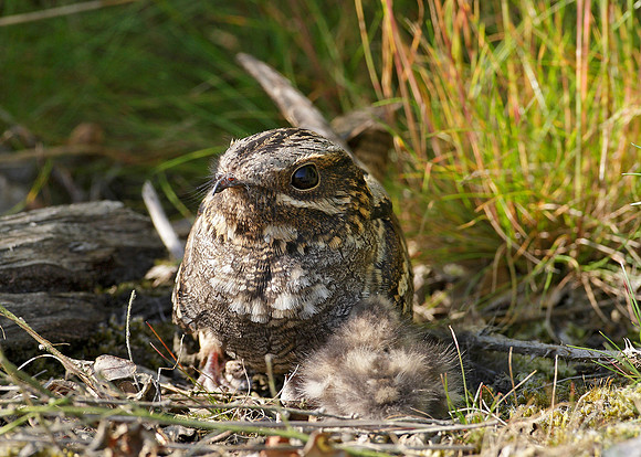 Nightjar Caprimulgus europaeus
