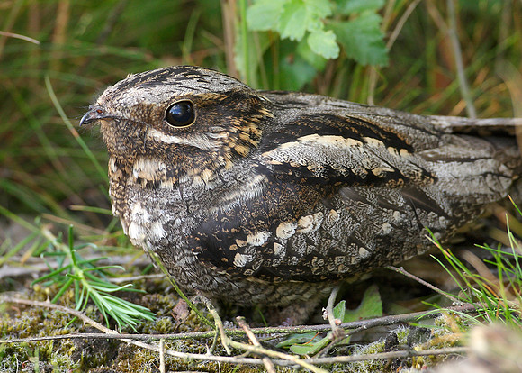 Nightjar Caprimulgus europaeus