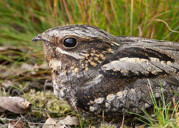 Nightjar Caprimulgus europaeus