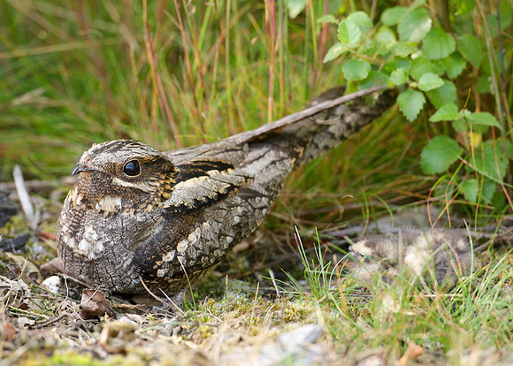 Nightjar Caprimulgus europaeus