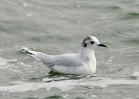 Little Gull Larus minutus