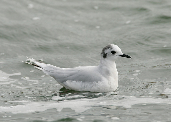 Little Gull Larus minutus