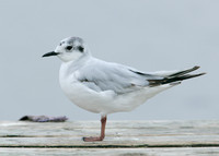 Little Gull Larus minutus