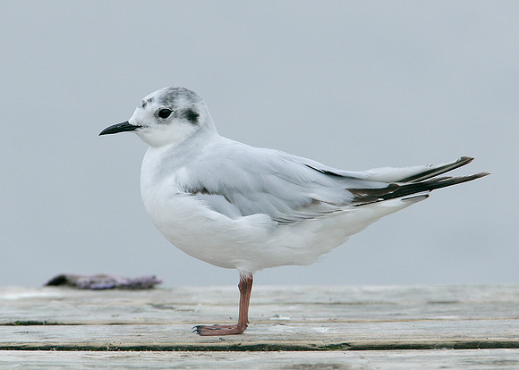 Little Gull Larus minutus