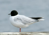 Little Gull Larus minutus