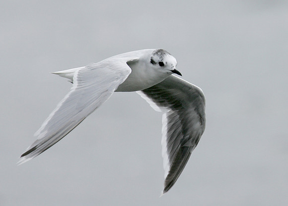 Little Gull Larus minutus