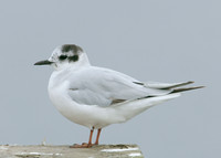Little Gull Larus minutus