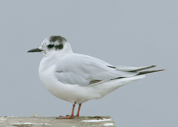 Little Gull Larus minutus