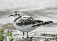 Little Gull Larus minutus