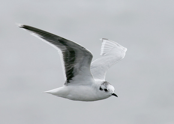 Little Gull Larus minutus