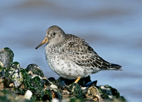 Purple Sandpiper Calidris maritima