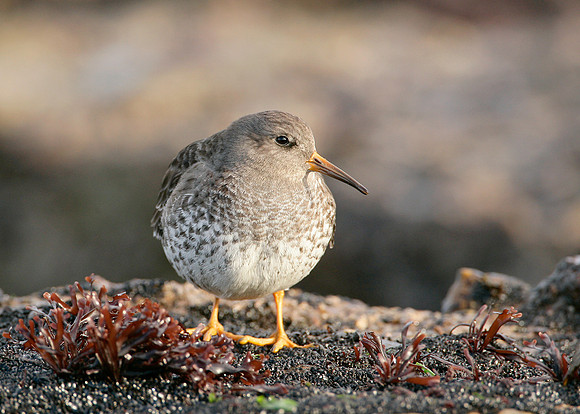 Purple Sandpiper Calidris maritima
