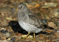 Purple Sandpiper Calidris maritima