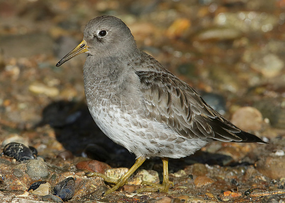 Purple Sandpiper Calidris maritima