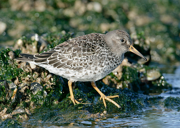 Purple Sandpiper Calidris maritima
