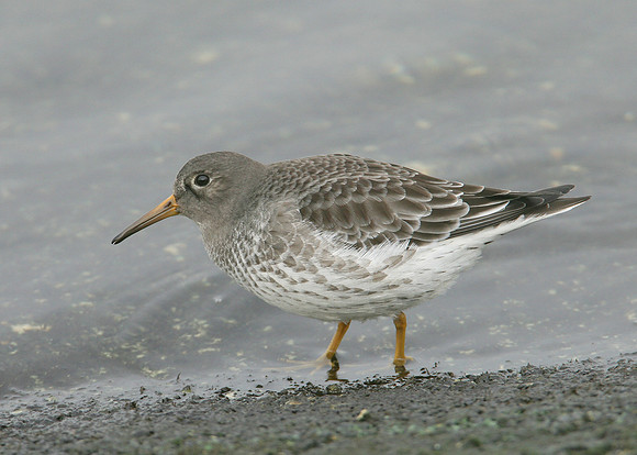 Purple Sandpiper Calidris maritima
