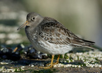 Purple Sandpiper Calidris maritima