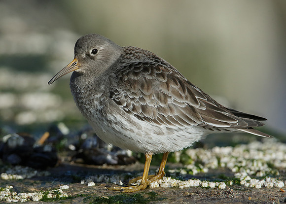 Purple Sandpiper Calidris maritima
