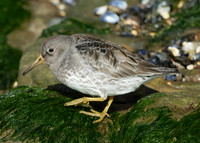 Purple Sandpiper Calidris maritima