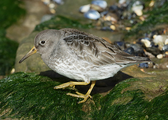 Purple Sandpiper Calidris maritima