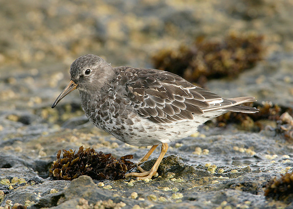 Purple Sandpiper Calidris maritima