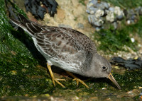Purple Sandpiper Calidris maritima