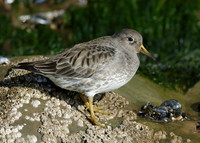 Purple Sandpiper Calidris maritima