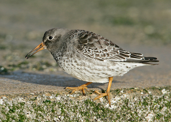 Purple Sandpiper Calidris maritima