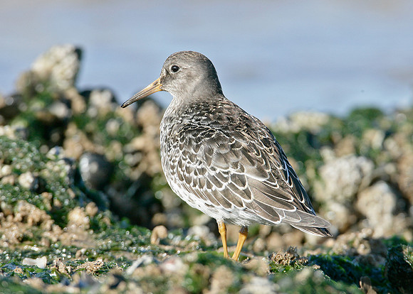 Purple Sandpiper Calidris maritima