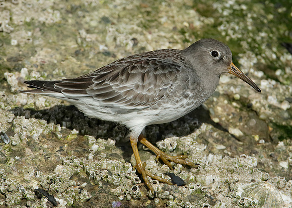 Purple Sandpiper Calidris maritima
