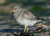 Purple Sandpiper Calidris maritima