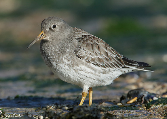 Purple Sandpiper Calidris maritima