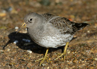 Purple Sandpiper Calidris maritima