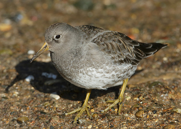 Purple Sandpiper Calidris maritima